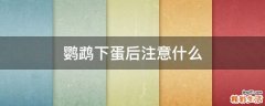 鹦鹉下蛋后注意什么