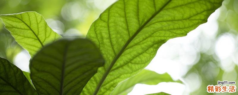 枇杷叶煮水止咳用老叶还是嫩叶 枇杷叶和什么一起煮止咳效果好