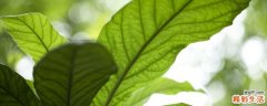 枇杷花和枇杷叶哪个好 枇杷叶煮水止咳用老叶还是嫩叶