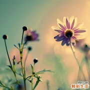 4 旋花