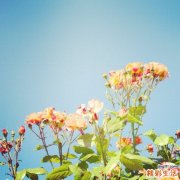 努力是种病：放慢节奏，才能快速奔跑