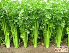 防脱发吃什么好