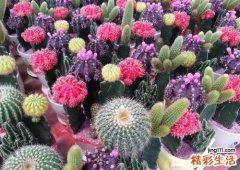 抗辐射的植物排名室内养