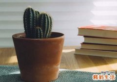 电脑旁放什么植物防辐射 这些植物让你远离辐射