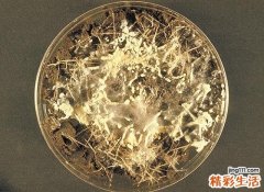 怎样食疗养肝护肝 伤肝的食物