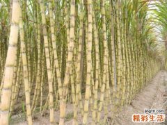 清肠的食物有哪些 哪些食物可以清肠