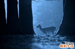 4 琴叶榕