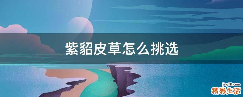 紫貂皮草怎么挑选