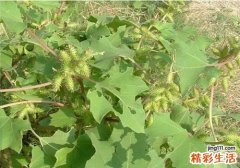鱼痣怎么去除小妙招