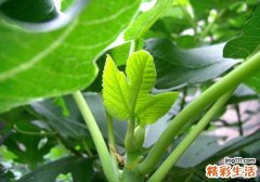 无花果叶能治白斑吗 无花果叶治疗白斑的效果好吗