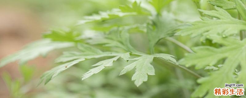 艾叶煮水治疗荨麻疹吗 艾叶煮水洗脸可以祛痘吗