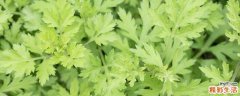 艾叶可以治疗荨麻疹吗 怎样治疗荨麻疹才能彻底