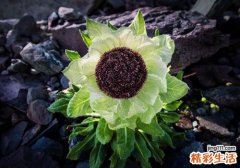 女人气色不好吃什么 多吃6种食物