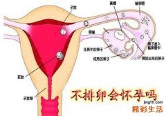 不排卵的时候会怀孕吗