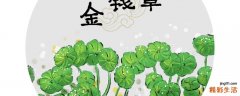 金钱草泡水对尿路感染有效吗 尿频尿急吃金钱草管用吗
