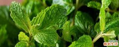 薄荷叶泡水高血压可以喝吗 薄荷叶会腹泻吗