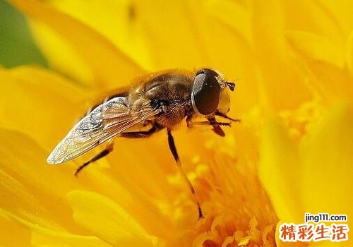 被蜂子蛰了肿了怎么办