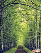 3 树头菜根