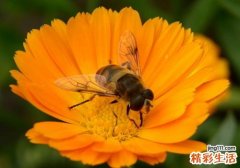 宝宝被蜜蜂蜇了怎么办 这5点告诉你方法