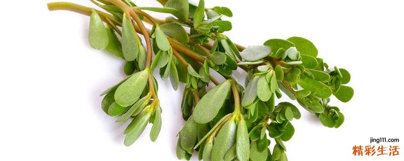 马齿苋泡水是用新鲜的还是晒干的 马齿苋对红血丝有效吗