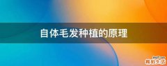 自体毛发种植的原理