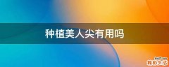 种植美人尖有用吗