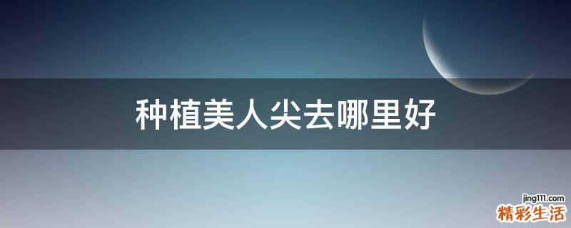 种植美人尖去哪里好
