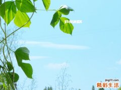 气血固本口服液