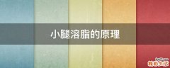 小腿溶脂的原理