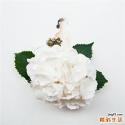 白蓝翠雀花