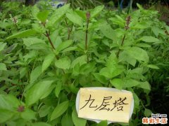 夏天防蚊：种这12种植物就可以