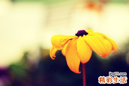白花九里明