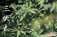 2023年三伏天具体时间