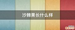 沙棘果长什么样