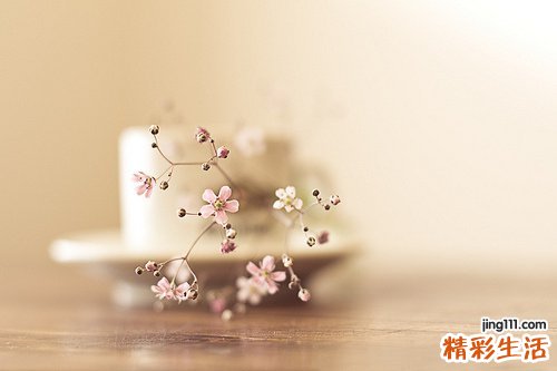 4 白石花