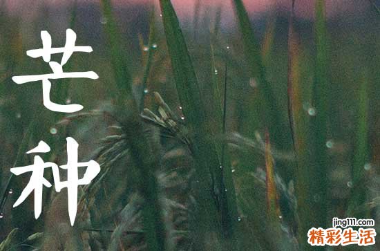 2023年芒种是几月几号农历的