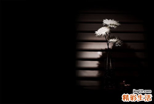 野菊花注射液