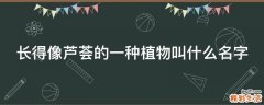 长得像芦荟的一种植物叫什么名字