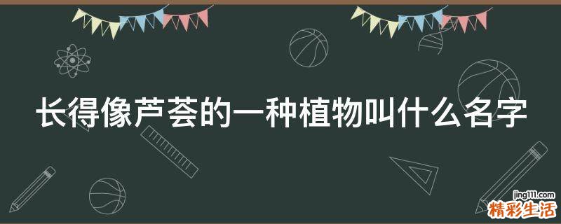 长得像芦荟的一种植物叫什么名字