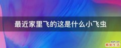 最近家里飞的这是什么小飞虫