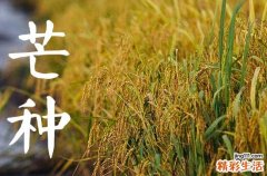 今年芒种是几月几日几点,2023年芒种是几月几号