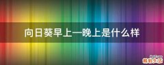 向日葵早上—晚上是什么样