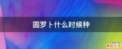 圆罗卜什么时候种