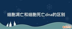 细胞凋亡和细胞死亡dna的区别