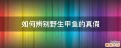 如何辨别野生甲鱼的真假