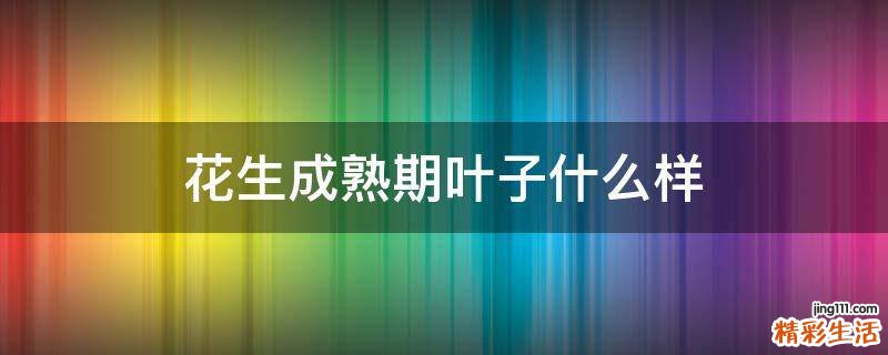 花生成熟期叶子什么样