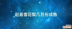 赵县雪花梨几月份成熟