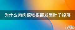 为什么肉肉植物根部发黑叶子掉落