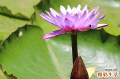今日夏至什么时候入伏呢，2023年入伏时间表