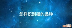 怎样识别猫的品种